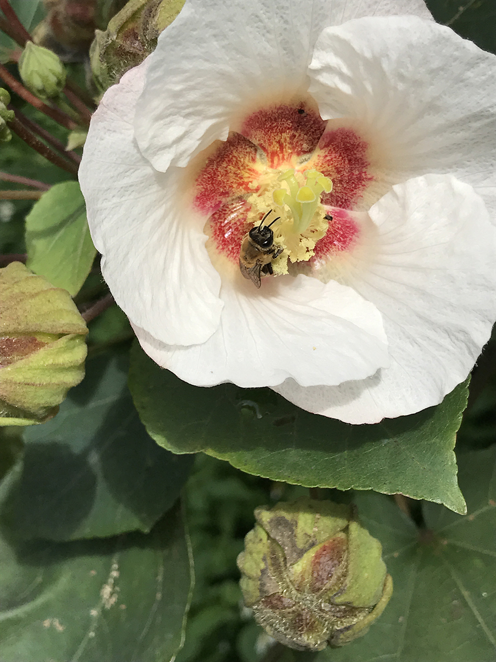 我在辦公桌，豢養一座花園_img_6