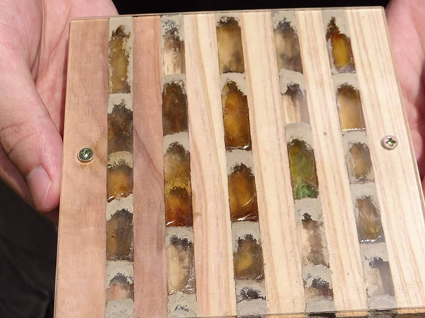 我在辦公桌，豢養一座花園_img_4