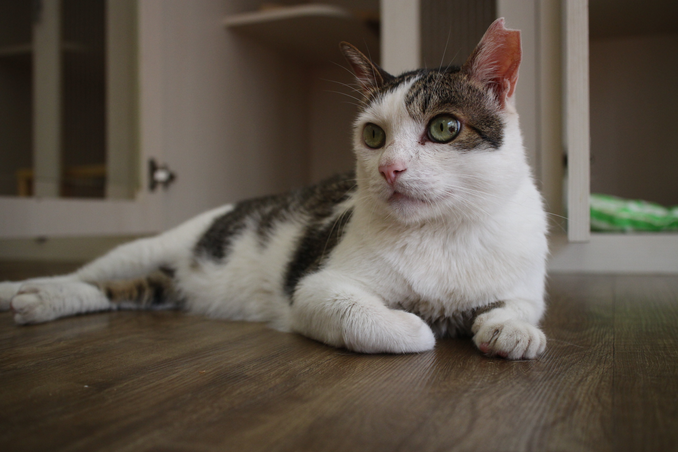 貓便當菜：請貓咪來種菜、種稻、做面膜_img_2