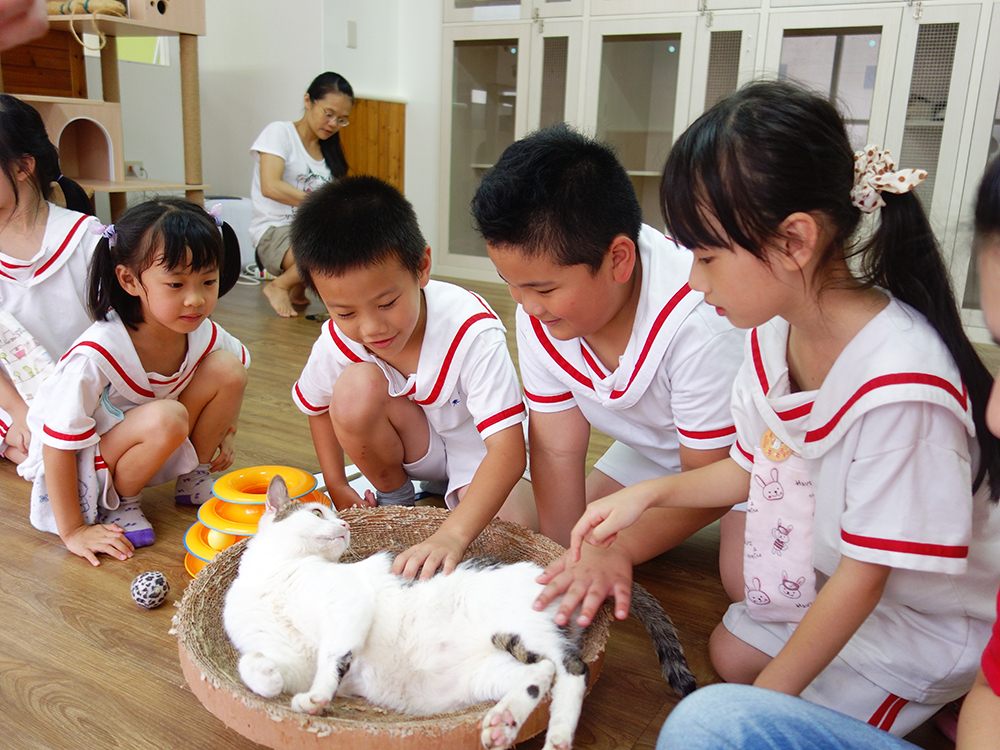貓便當菜：請貓咪來種菜、種稻、做面膜_img_3