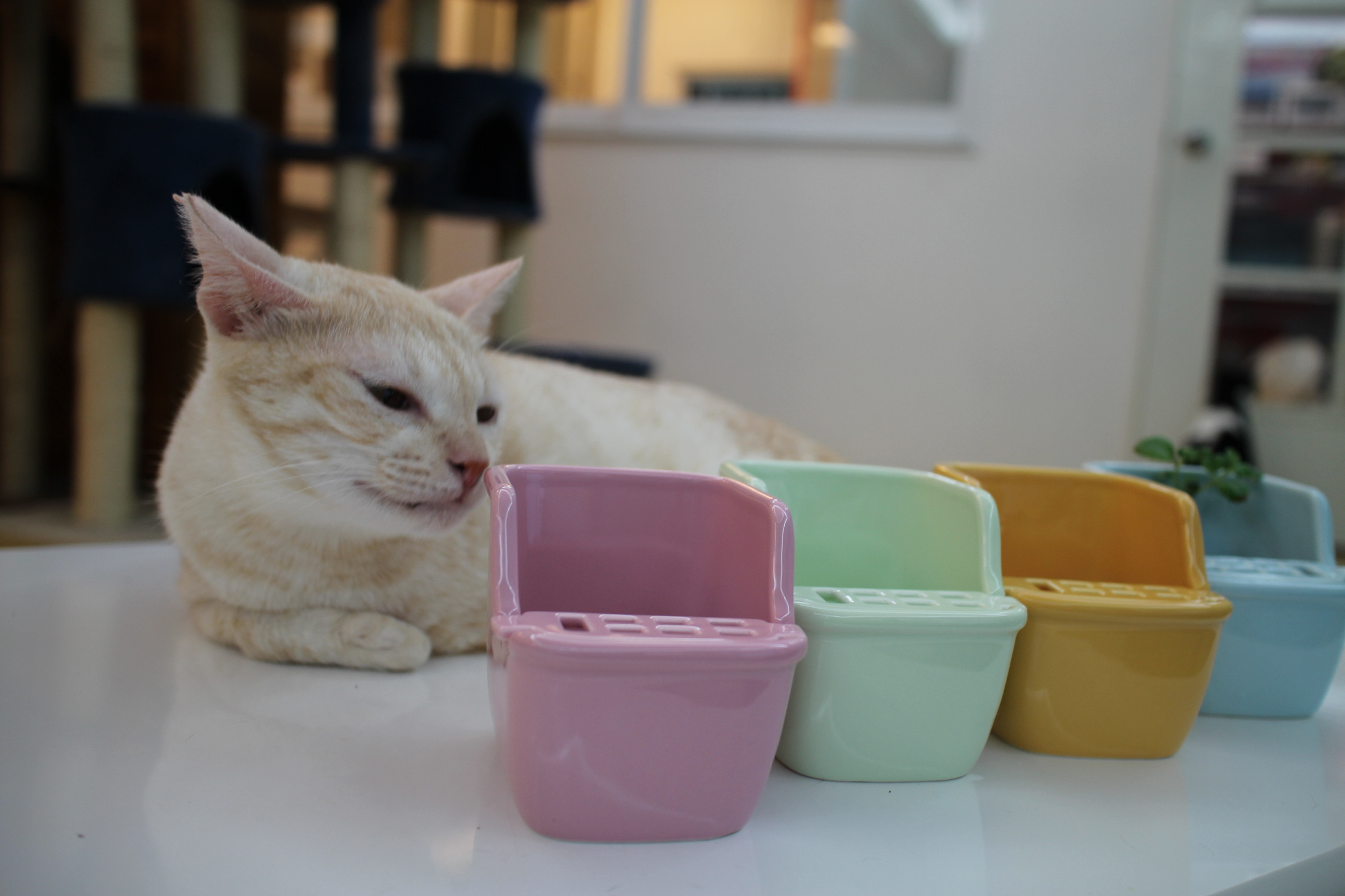 貓便當菜：請貓咪來種菜、種稻、做面膜_img_1