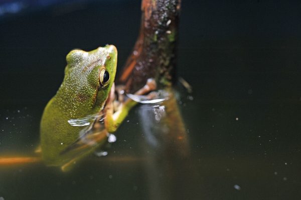 採茶‧人生回甘_img_3