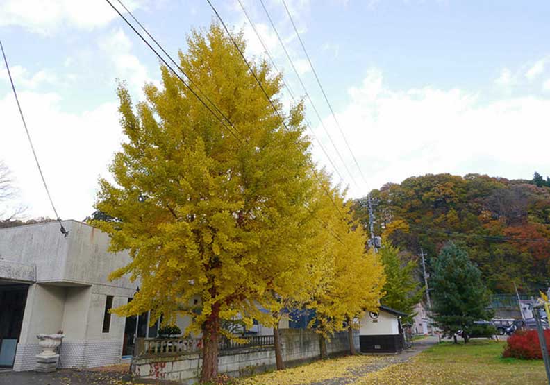 奧州小京都秋田武家屋敷秋楓散策 就愛去日本 遠見雜誌