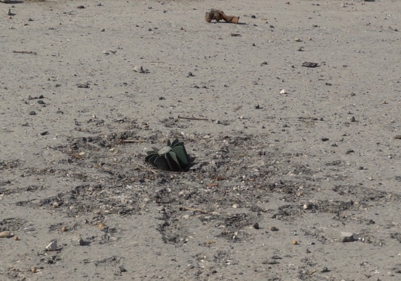 終於露出笑容!ISIS投降後的純真感動_img_5