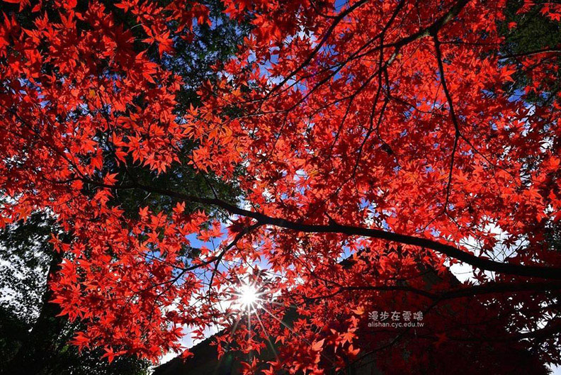 阿里山「楓紅」 天空地面都被染成一片艷_img_1