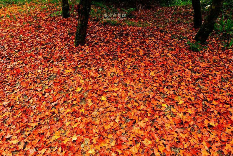 阿里山「楓紅」 天空地面都被染成一片艷_img_3