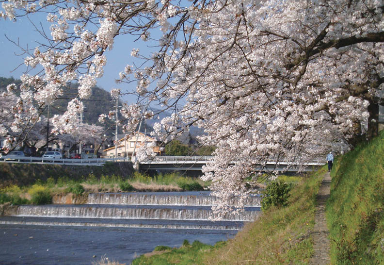 失去生命律動的京都鴨川,其實很醜!_img_2