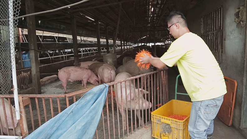 張勝哲,以客製化素食豬開拓藍海_img_1