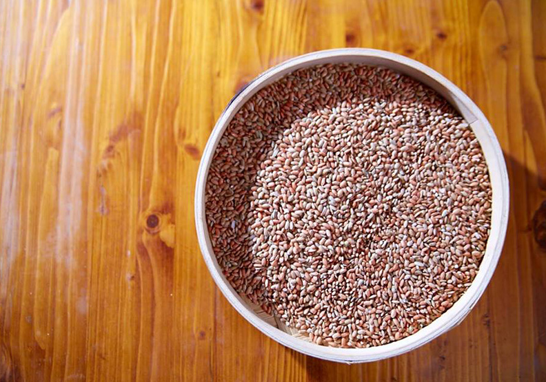 讓絕跡四十年的香氣重現部落!_img_1