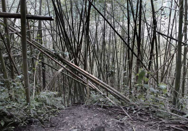嘉平林道上的大片桂竹林