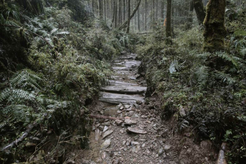 嘉平林道上的大片桂竹林_img_1