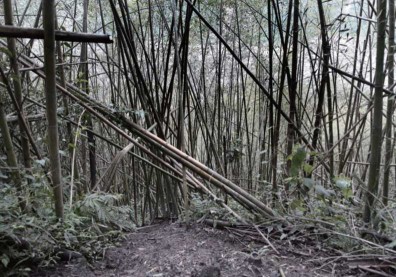 嘉平林道上的大片桂竹林