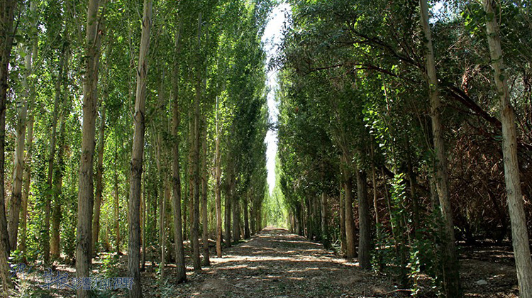 走近喀納斯_img_4