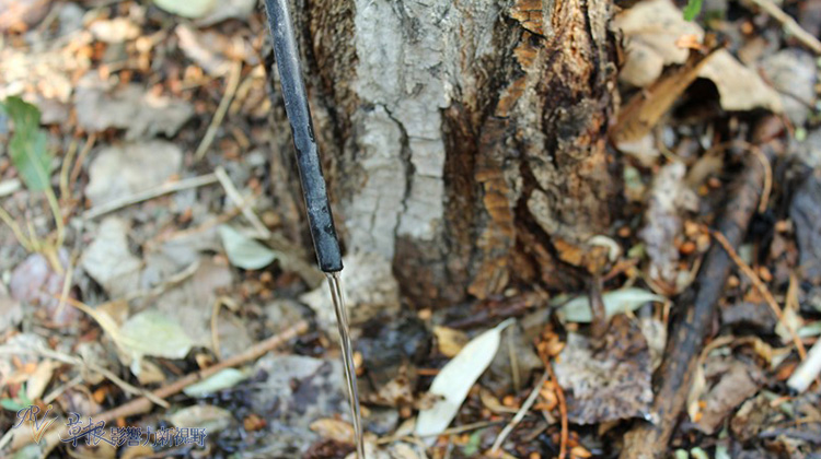 走近喀納斯_img_5