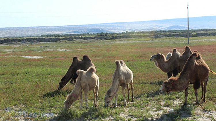 走近喀納斯_img_7