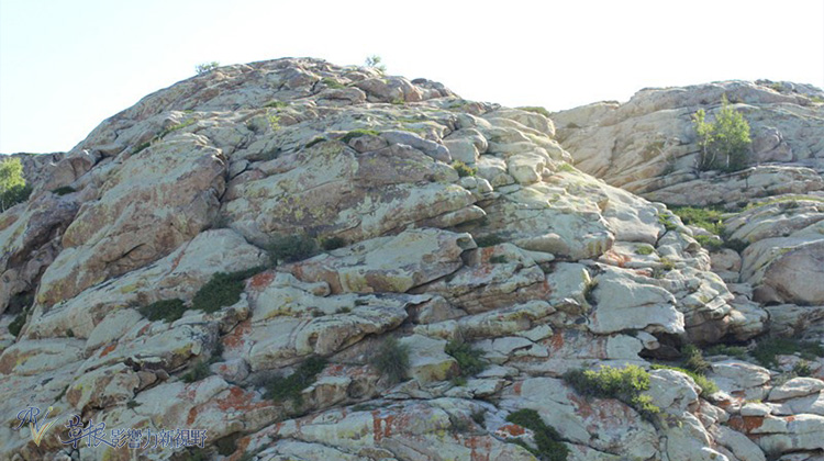 走近喀納斯_img_10