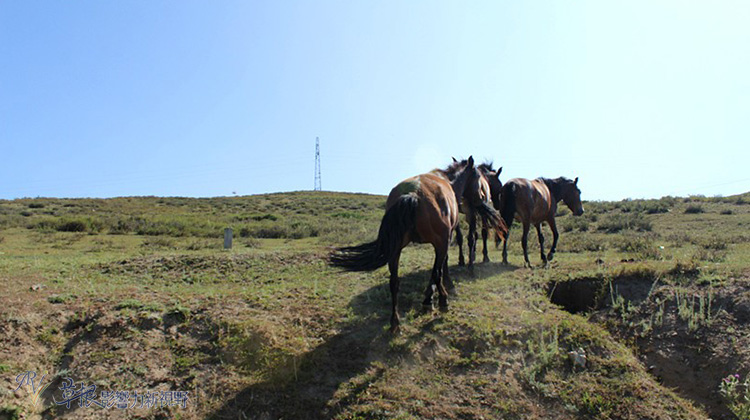 走近喀納斯_img_12