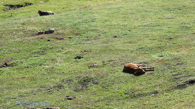 走近喀納斯_img_13