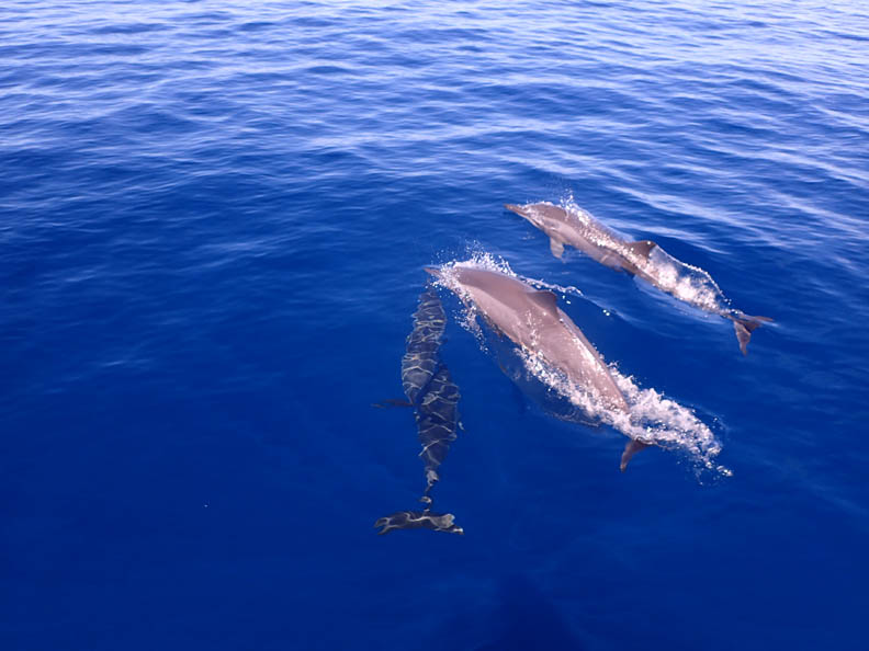 海豚應該在大海,而非水族館冰冷魚缸_img_1