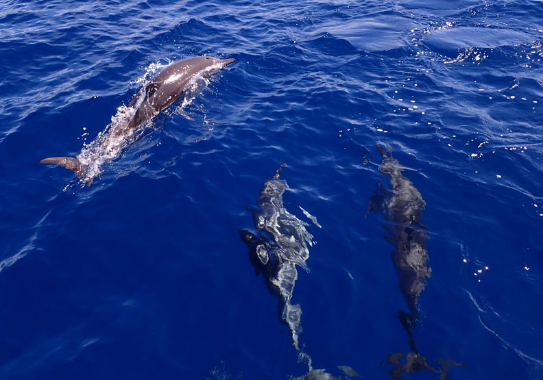 海豚應該在大海，而非水族館冰冷魚缸