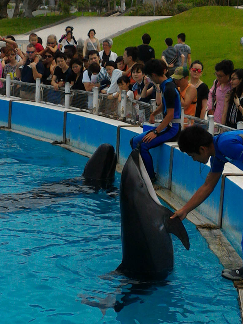 海豚應該在大海,而非水族館冰冷魚缸_img_2