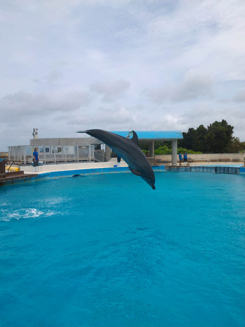 海豚應該在大海,而非水族館冰冷魚缸_img_4