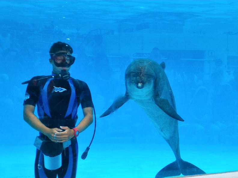 海豚應該在大海,而非水族館冰冷魚缸_img_3