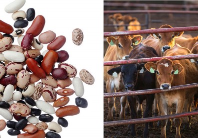 關乎減碳卻避而不談 COP23氣候大會最禁忌話題