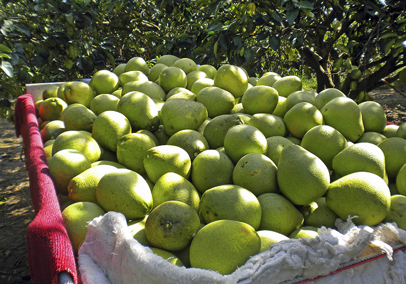花蓮鼓勵農民投入精緻農業　有機農作面積全台居冠_img_1