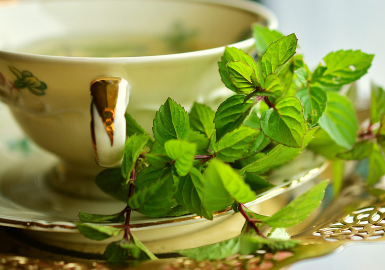 冷暖自知：為什麼薄荷嘗起來涼颼颼？