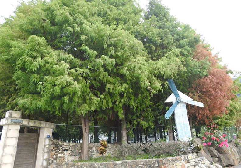 國姓落羽松祕境悄閉園 全因遊客「太沒品」_img_1