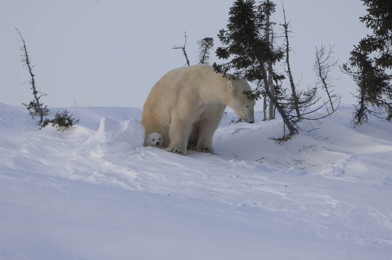 不負眾望 雪地裡冒出北極熊寶寶_img_1