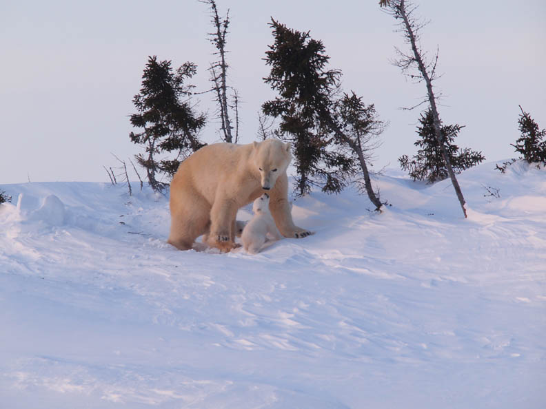 不負眾望 雪地裡冒出北極熊寶寶_img_2