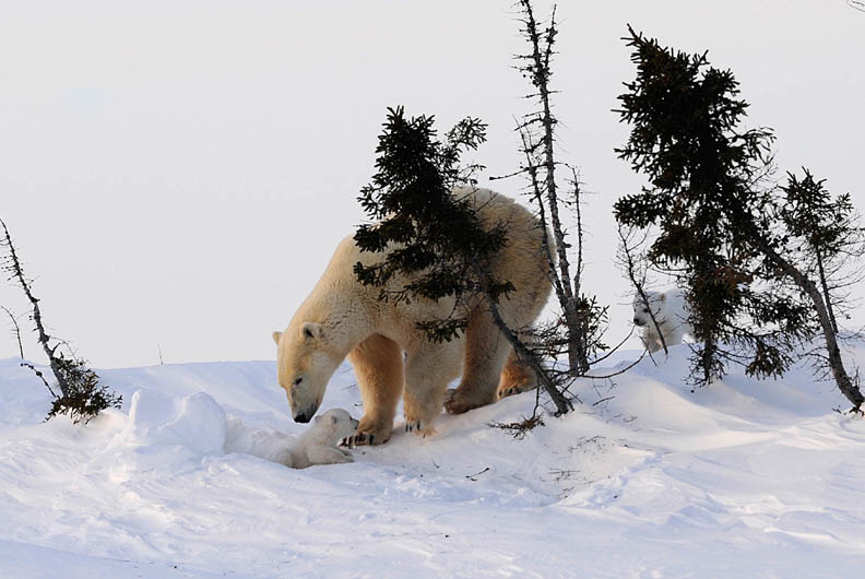 不負眾望 雪地裡冒出北極熊寶寶_img_3
