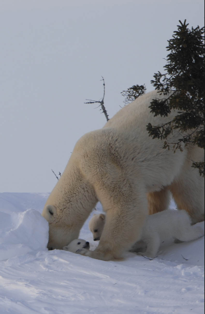 不負眾望 雪地裡冒出北極熊寶寶_img_4