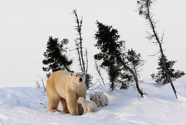 不負眾望 雪地裡冒出北極熊寶寶_img_5
