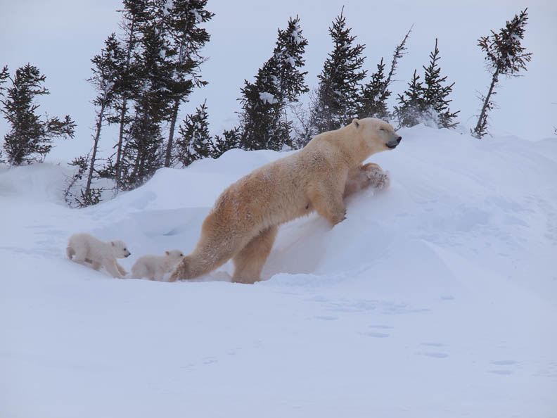 北極熊媽媽領軍 小熊們的生命教育課_img_1
