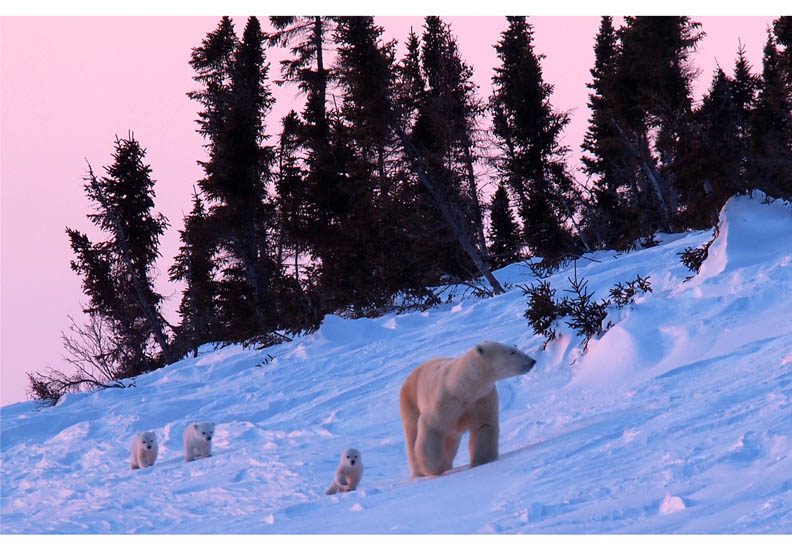 北極熊媽媽領軍 小熊們的生命教育課_img_2