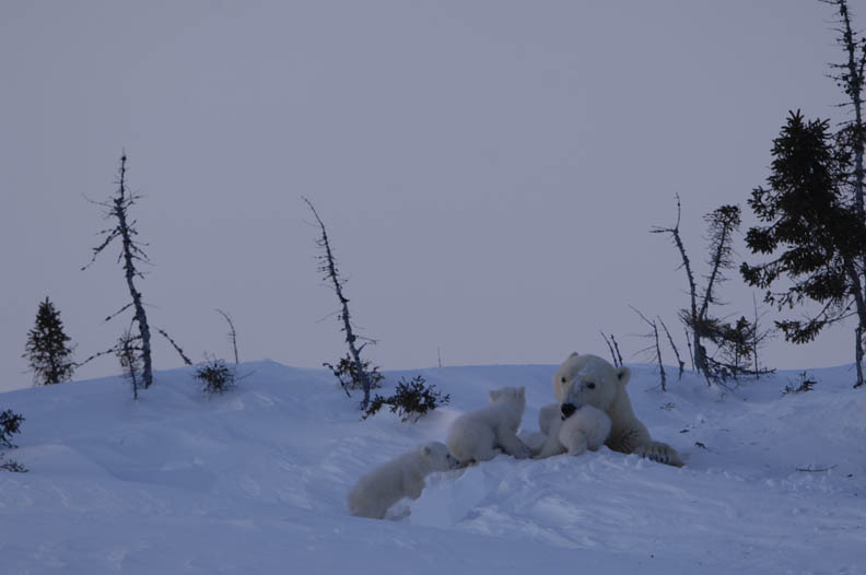 北極熊媽媽領軍 小熊們的生命教育課_img_3