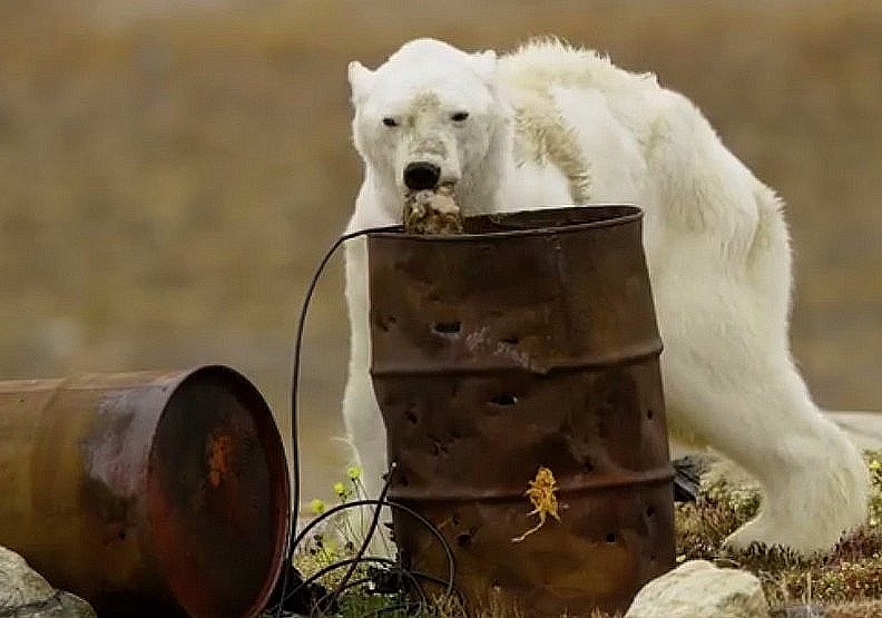 骨瘦如柴的北極熊：揭開人類恣意妄為的殘酷真相_img_1