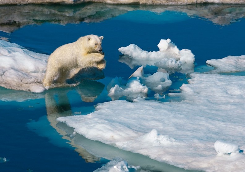 骨瘦如柴的北極熊：揭開人類恣意妄為的殘酷真相_img_3