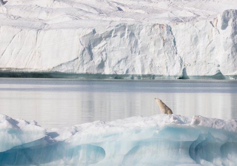 骨瘦如柴的北極熊：揭開人類恣意妄為的殘酷真相_img_4