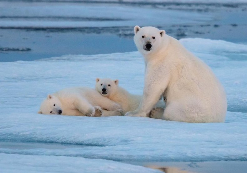 骨瘦如柴的北極熊：揭開人類恣意妄為的殘酷真相_img_5