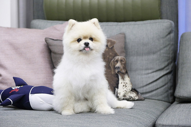 球鞋收納術不私藏!籃球員毛加恩的家_img_6