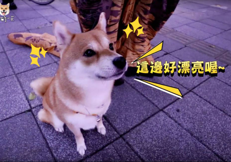 柴犬Nana帶路 新北人氣遛毛寶貝路線