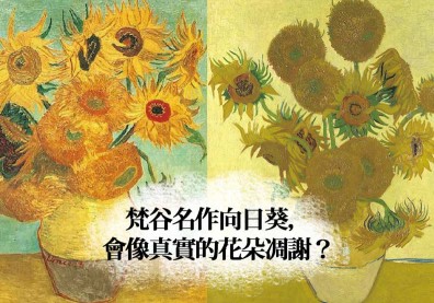 梵谷名作向日葵會像真花一樣凋謝！原因是…