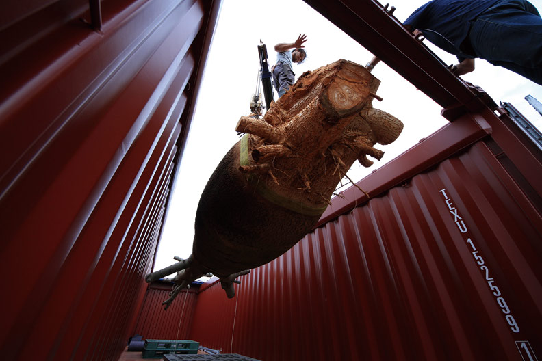 收集日本各地櫻花令其同日綻放 植物獵人的故事_img_3