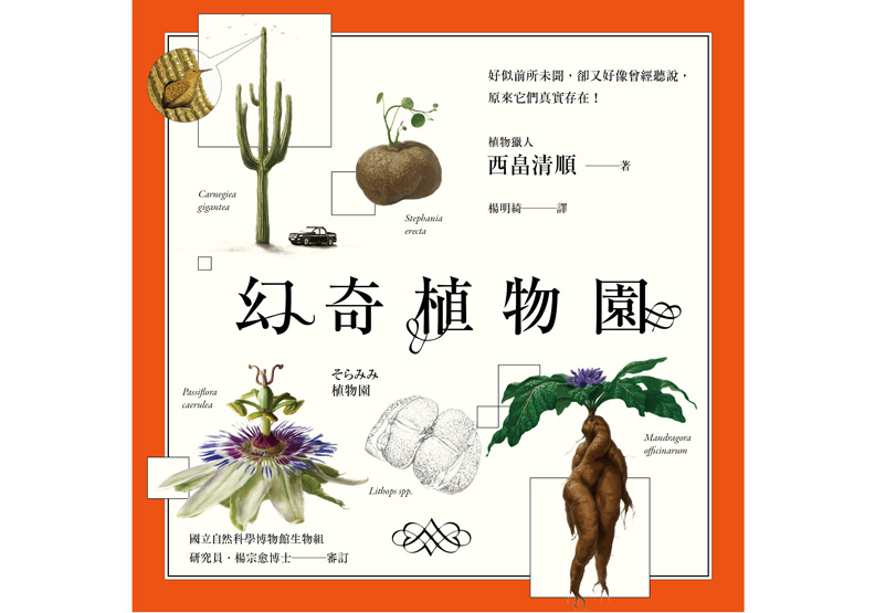一朵牽牛花 改變了豐臣秀吉的世界觀_img_1