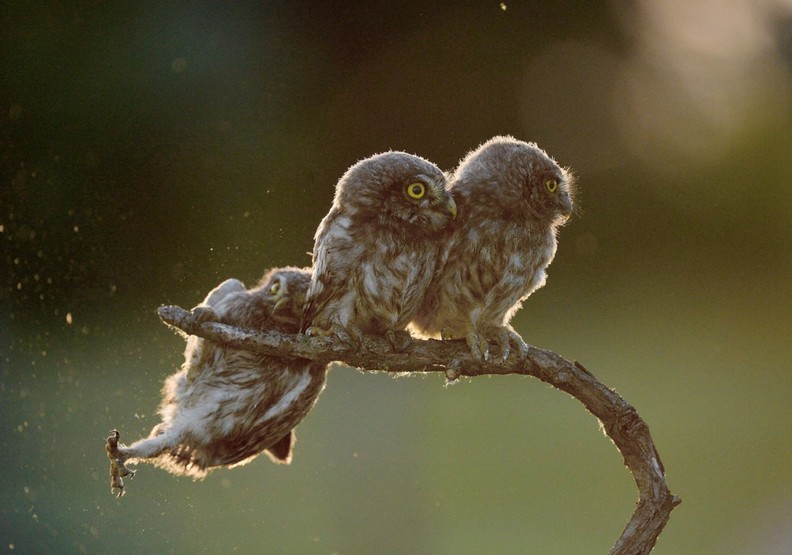 動物其實很搞笑!喜劇攝影獎保證讓你笑破肚皮_img_1