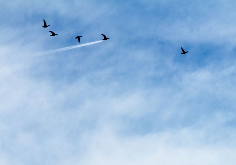 動物其實很搞笑!喜劇攝影獎保證讓你笑破肚皮_img_3